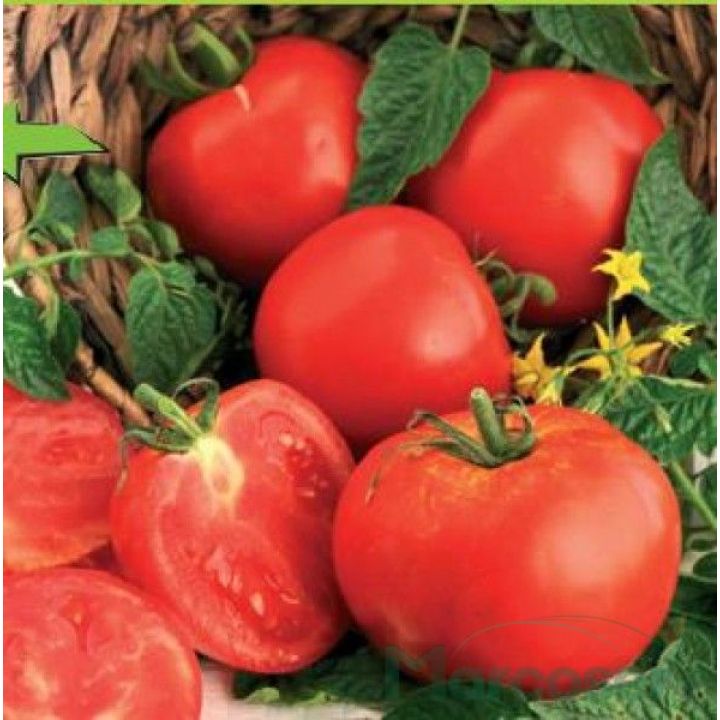 Tomate Ghittia