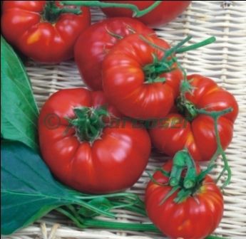 MARMANDE 