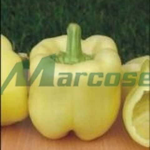 BELLADONNA F1